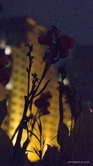 _DSC7980