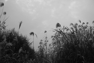 IMG_1560.JPG