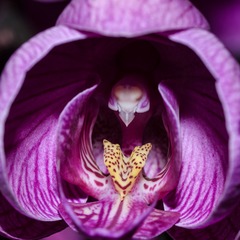 20130213-DSC_0052.jpg