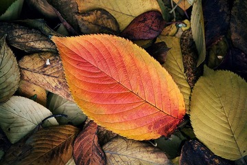 IMG_233长边1000.jpg