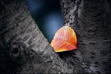 IMG_2323.jpg