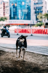 _DSC8263