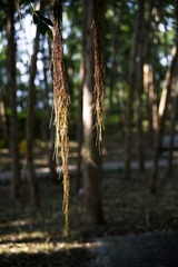 DSC_0040 (2)