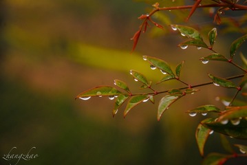 露水
