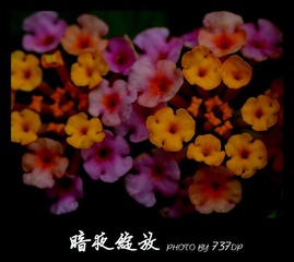 暗夜绽放.jpg