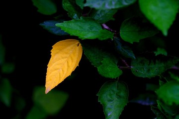 _MG_9761.jpg