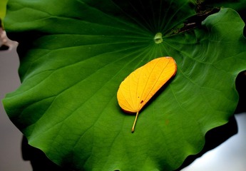 _MG_0219.jpg