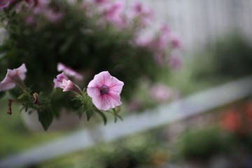 背景虚化2.JPG