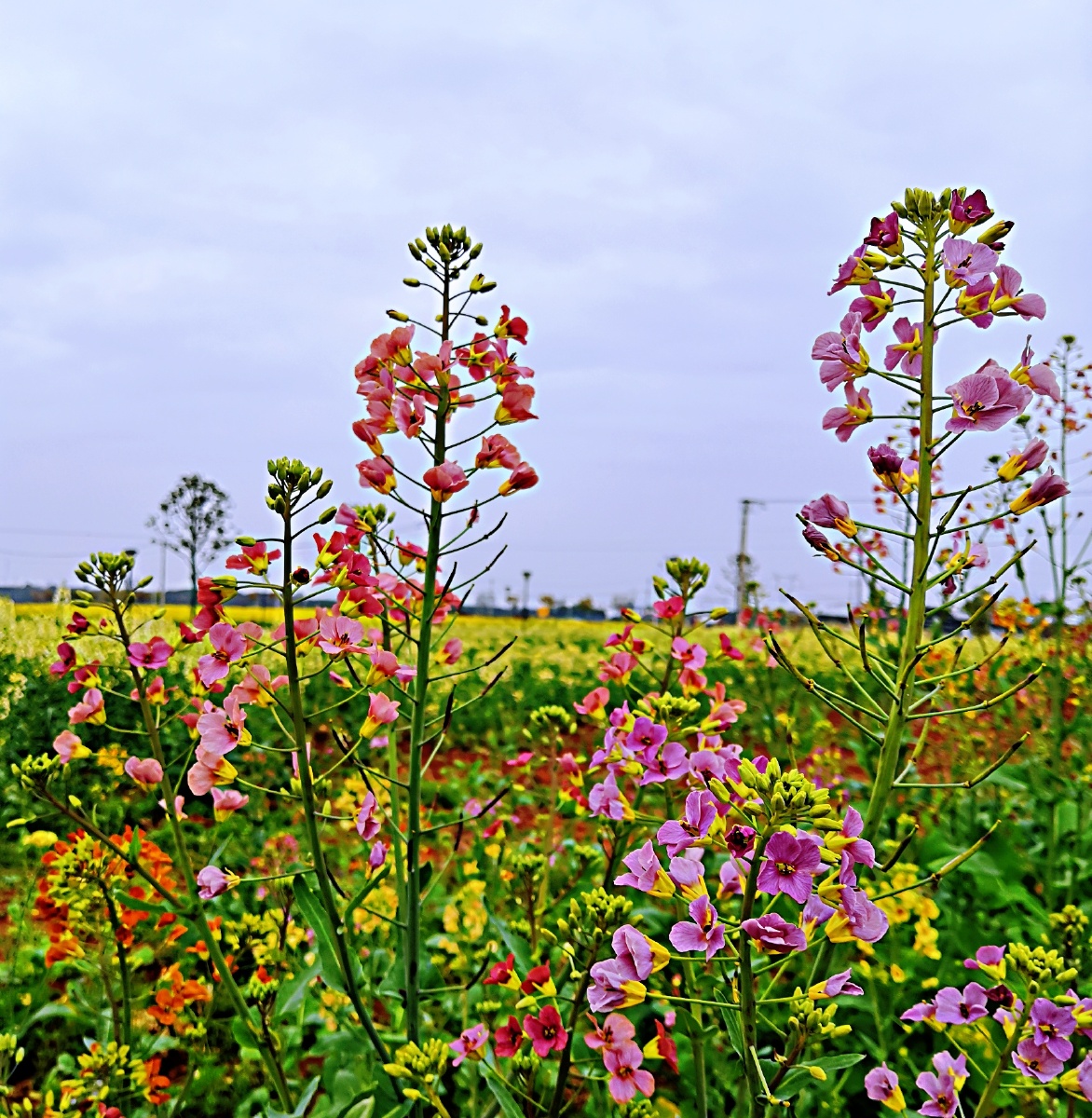 七色莱花看过来