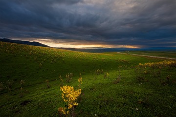 “黄花”世界