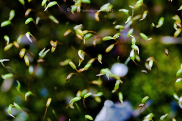 DSC_0070-1-2-1