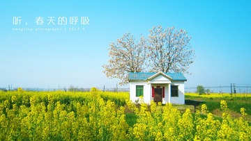 油菜花房子 开花的树 饱和度高 字小 xiao.jpg
