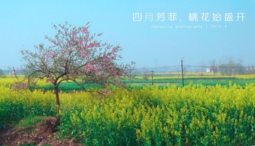 四月芳菲 改尺寸 xiao.jpg