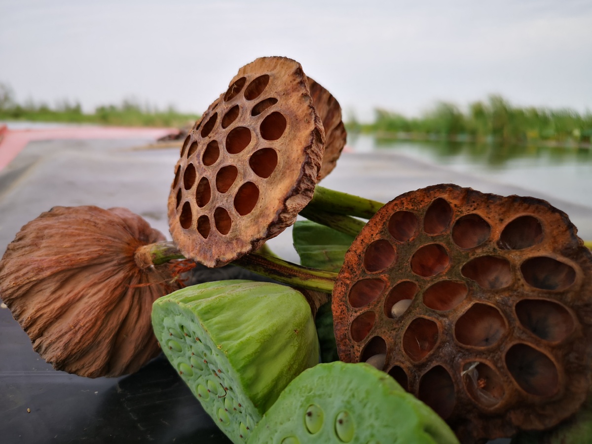 枯萎的莲蓬 生命力依旧顽强即使枯萎依旧骄傲