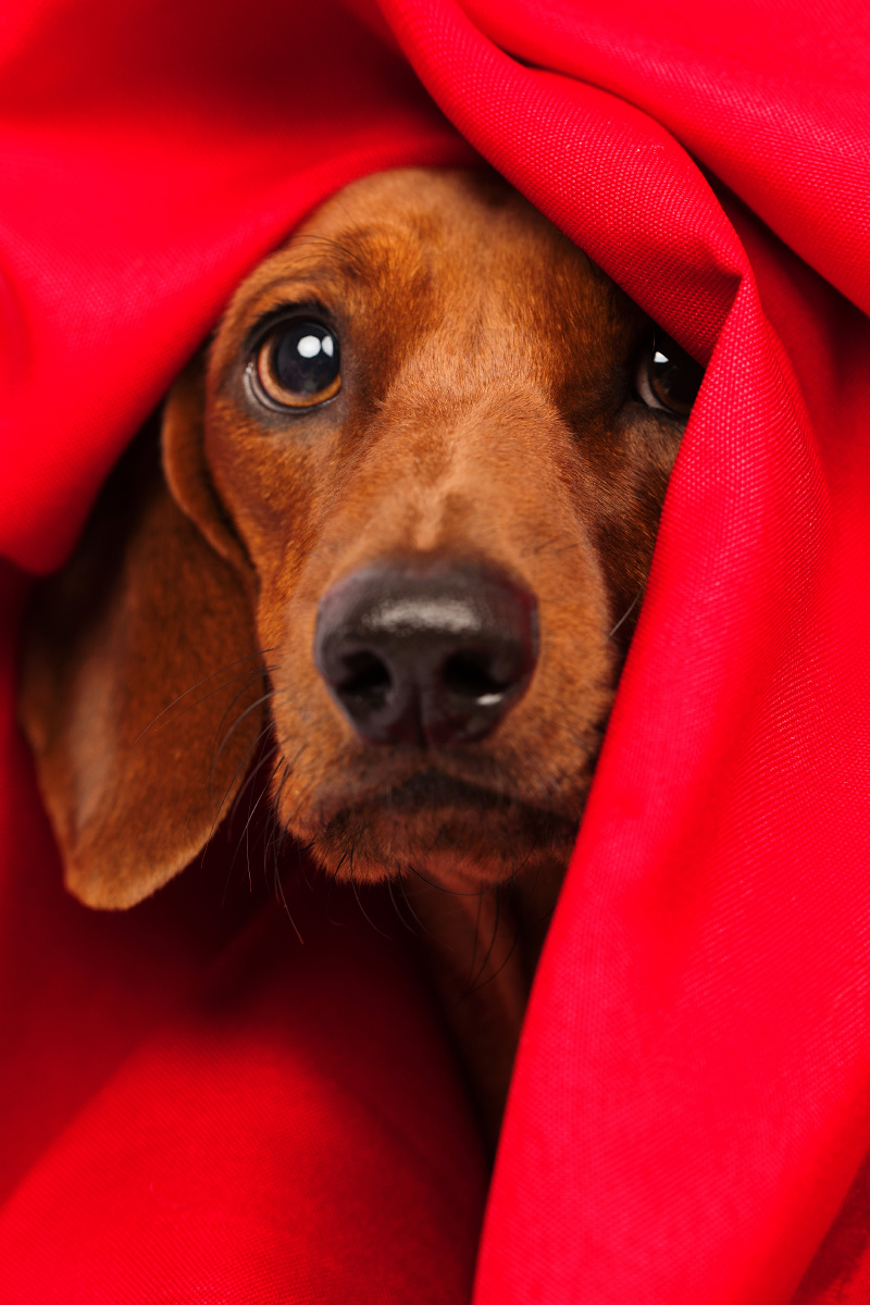 腊肠狗的出道时刻