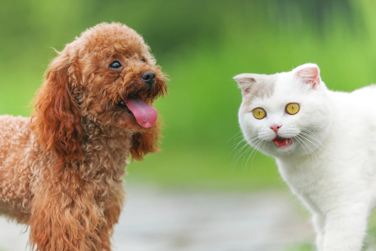 不怕生的猫和泰迪同框