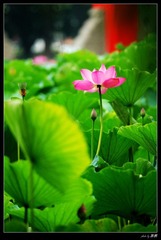 DSC_0386W.jpg