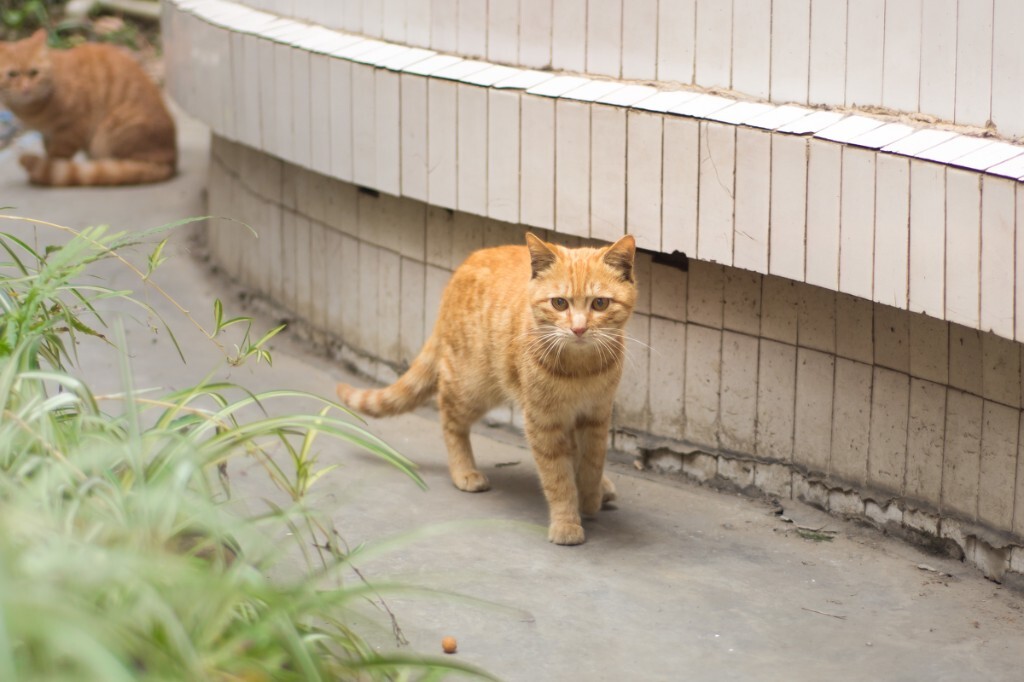 新来的小黄猫