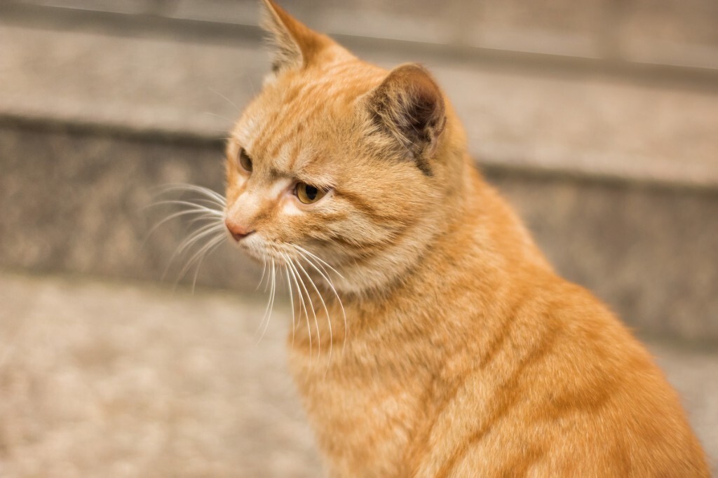 不知道哪里来的另一只小黄猫,一直在追小白猫。挺喜欢人,在我喂了它一点吃的后就一直在我腿边蹭。