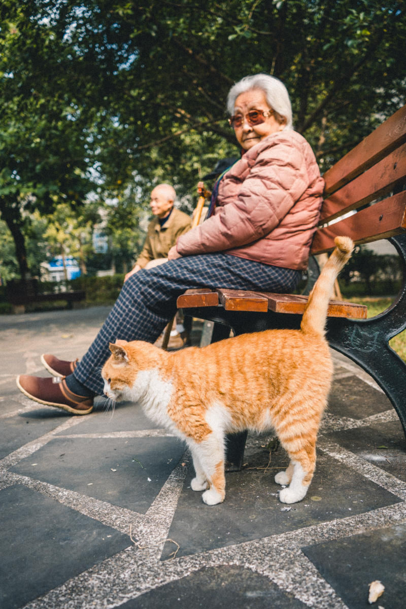 老奶奶和橘猫
