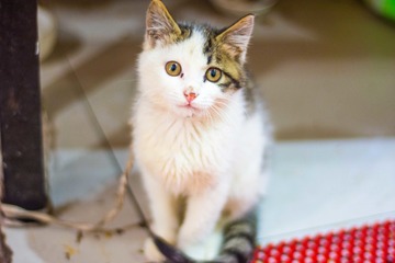 面馆里面偶遇的小猫