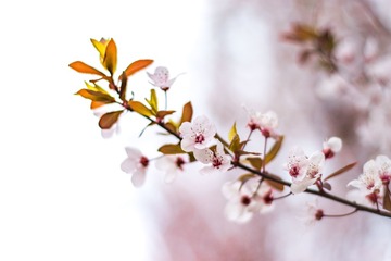 不知道是什么花