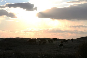 IMG_4736.jpg