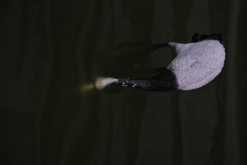 DSC_0198.JPG