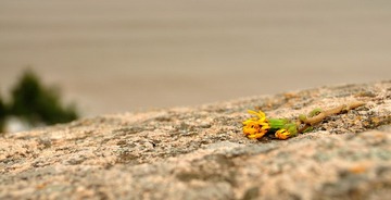 DSC_0310.jpg