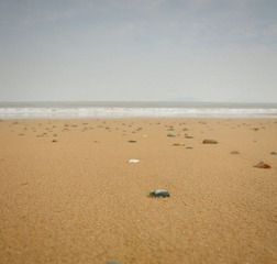 DSC_0242.jpg