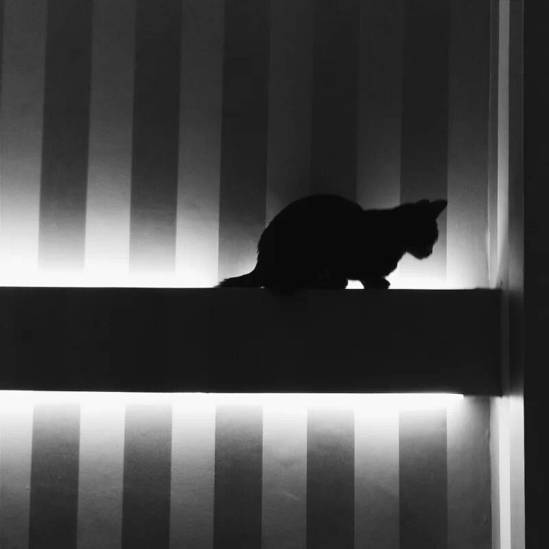 “一只猫”