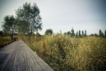 IMG_9255.jpg