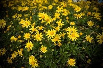 IMG_9303.jpg