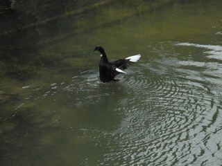 DSCN0184.JPG