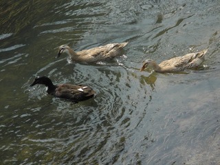 DSCN0186.JPG