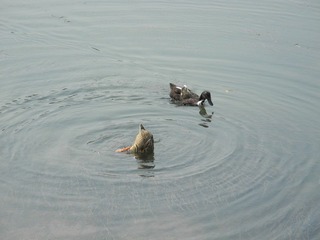 DSCN0196.JPG