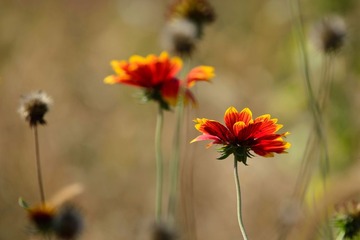 _DSC3744