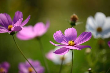 _DSC3793