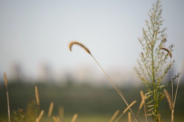_DSC3887