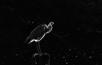Bird_1_0925