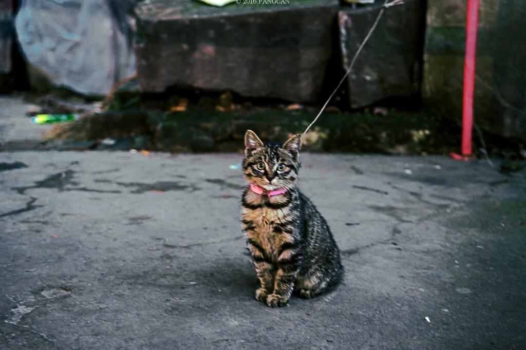 一只非常配合地猫