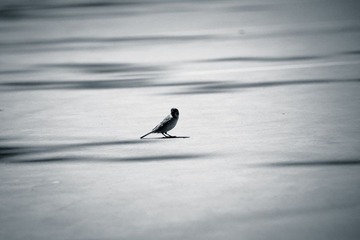 IMG_9985.jpg