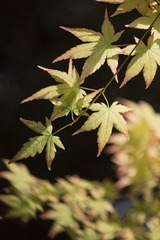 IMG_0046.jpg