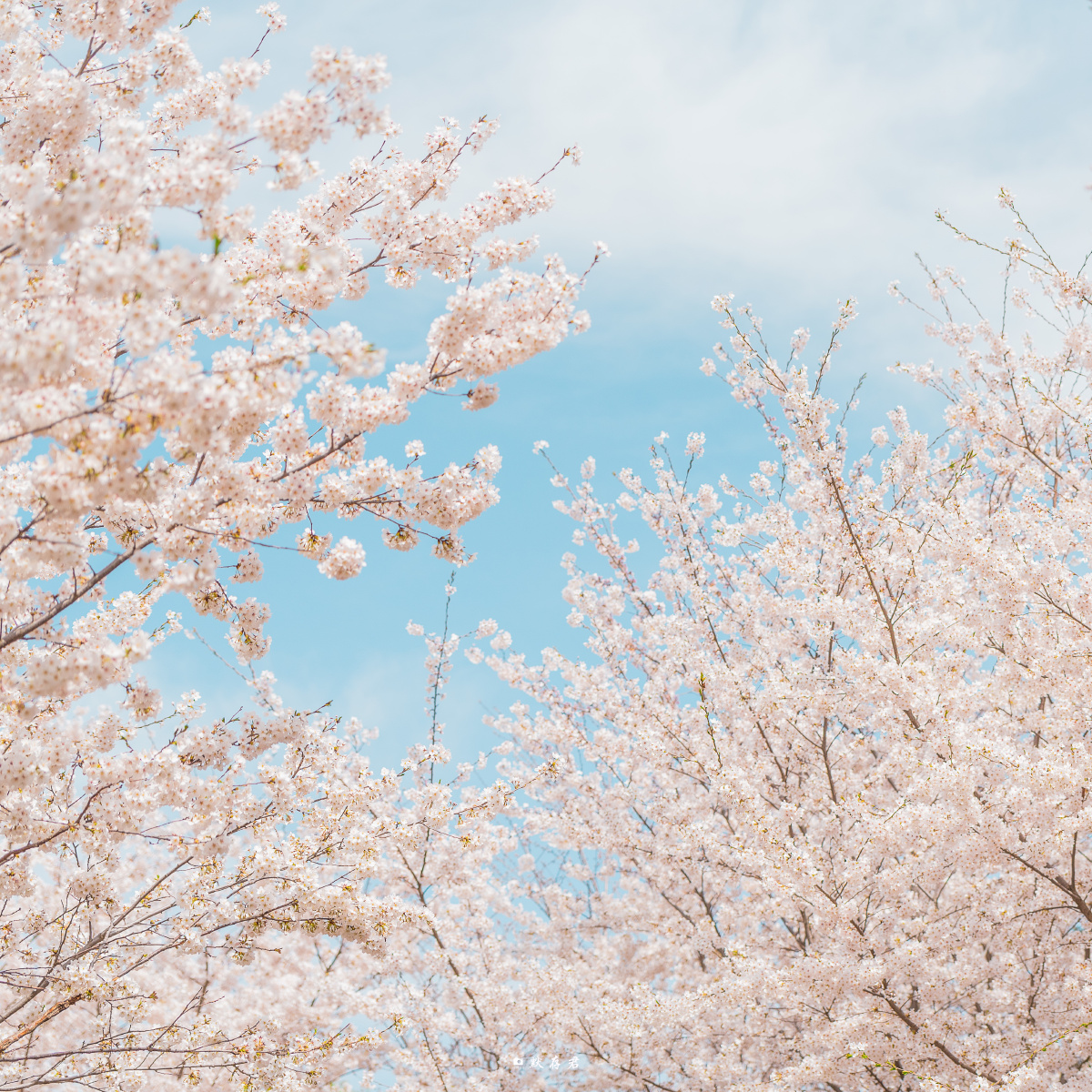 如果你问我最美的樱花是什么模样我想肯定就是玉渊潭的模样