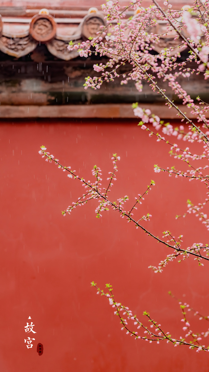 故宫红墙杏花