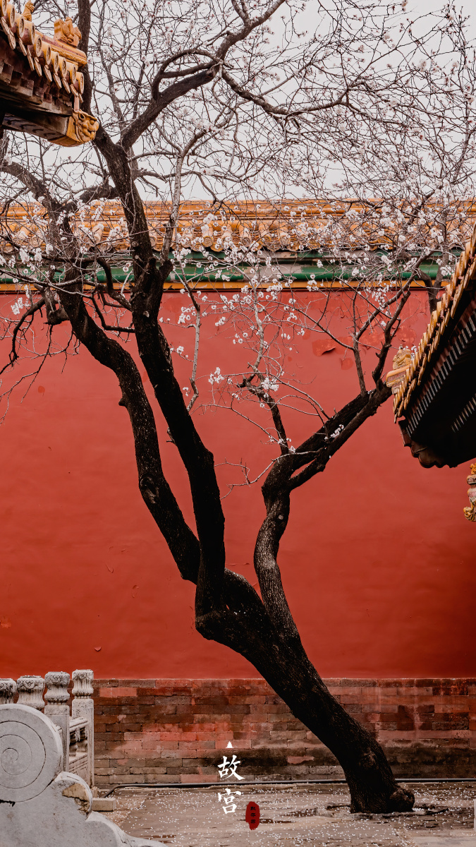 故宫红墙杏花