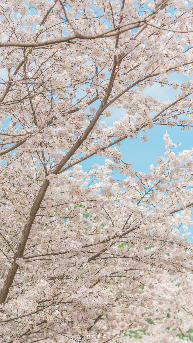 如果你问我最美的樱花是什么模样我想肯定就是玉渊潭的模样