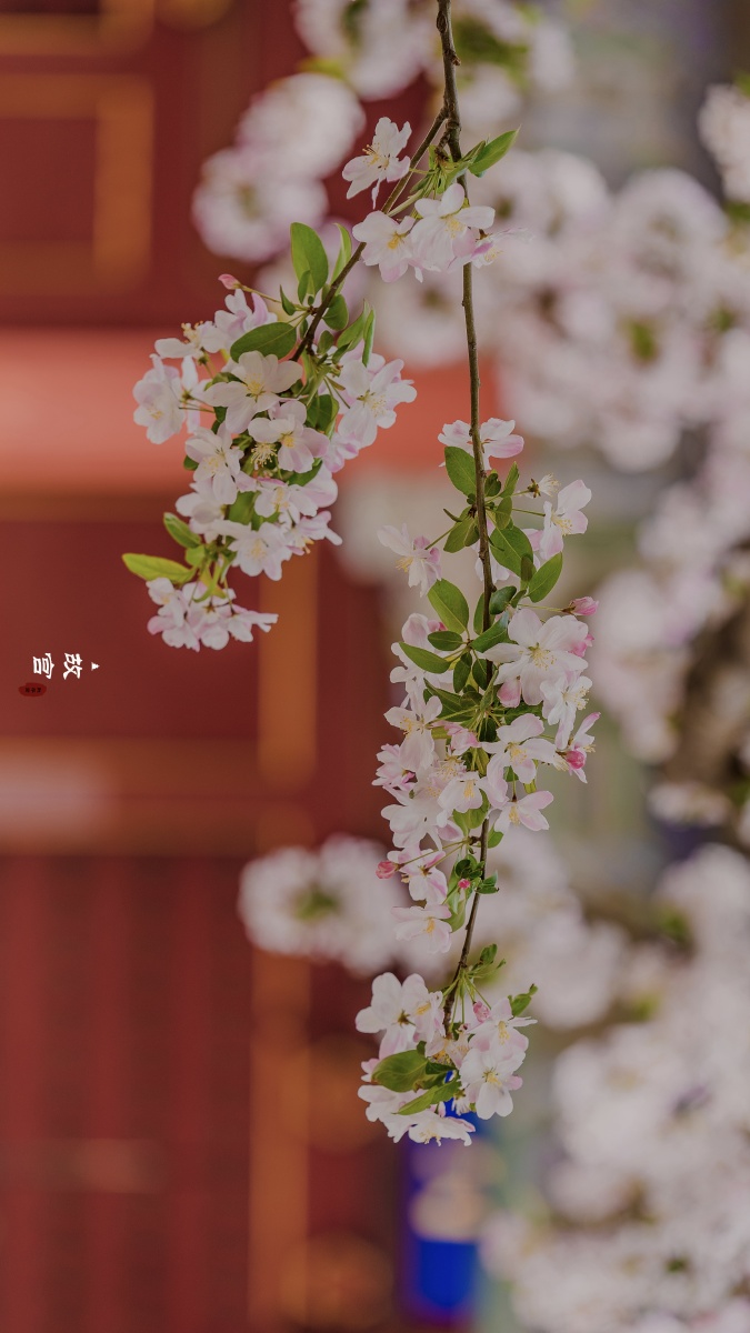 故宫海棠花语横屏版放电脑和ipad上都很好看