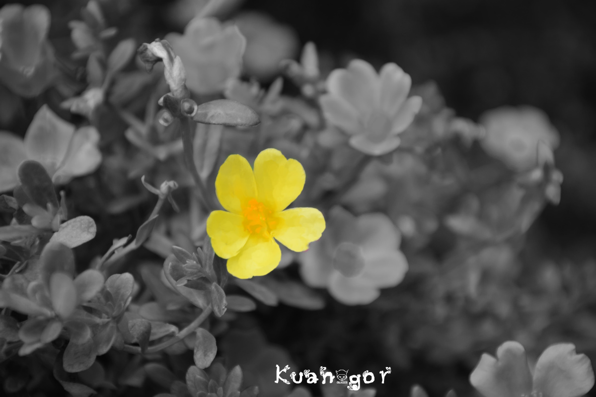 故事的小黄花 - 尼康, 花卉, 黑白, 色彩 - 寛gor - 图虫摄影网