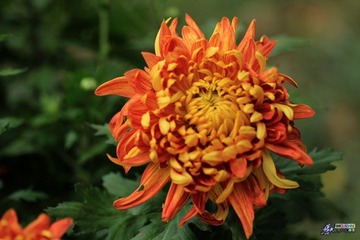 IMG_5174.jpg